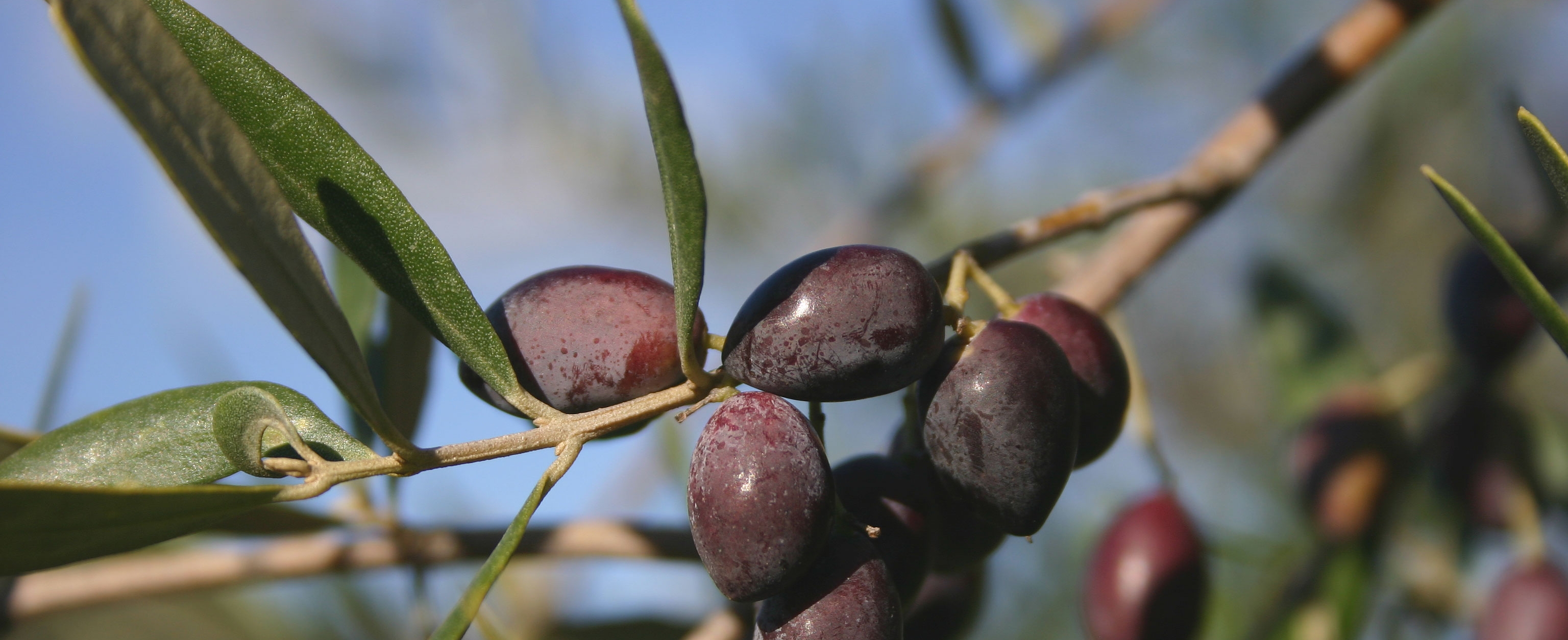 Oliven in Ligurien